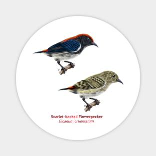 Scarlet-backed Flowerpecker | Dicaeum cruentatum ⚥ Magnet